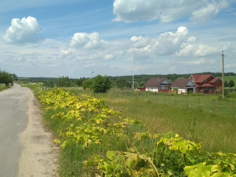 Уничтожение борщевика на участке (21 день спустя) - фото 2